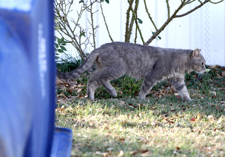 Cove feral cat ordinance